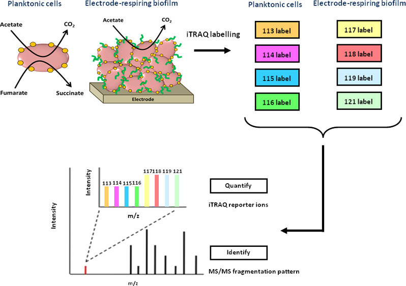 Graphical Abstract
